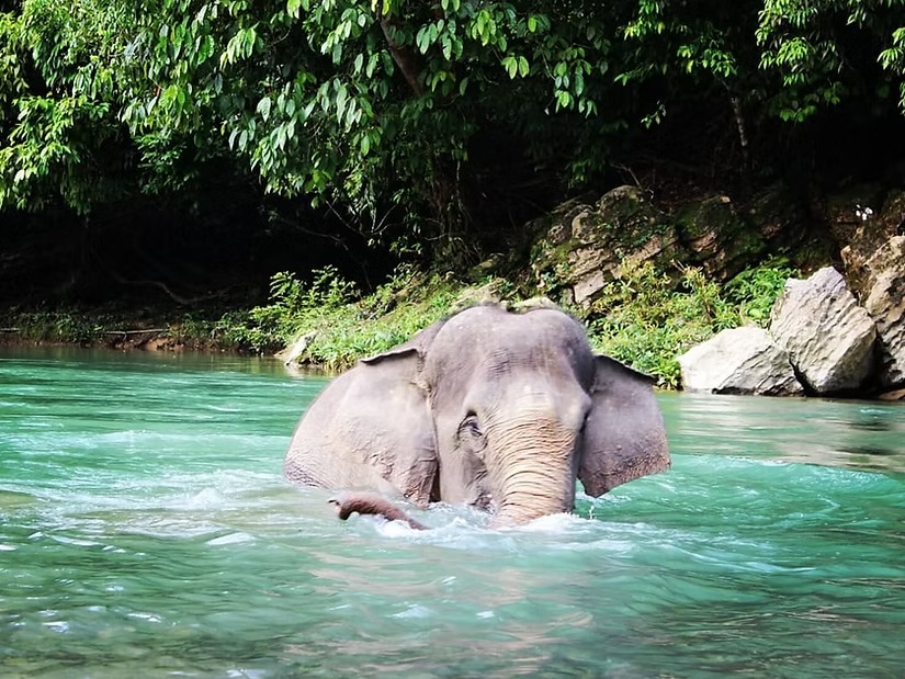 （報名期已結束） 印尼｜國家公園大象保育: 蘇門答臘熱帶雨林保育｜4月