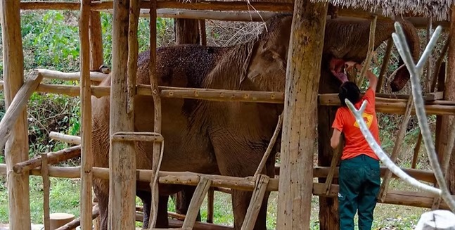 （報名期已結束） 印尼｜國家公園大象保育: 蘇門答臘熱帶雨林保育｜4月