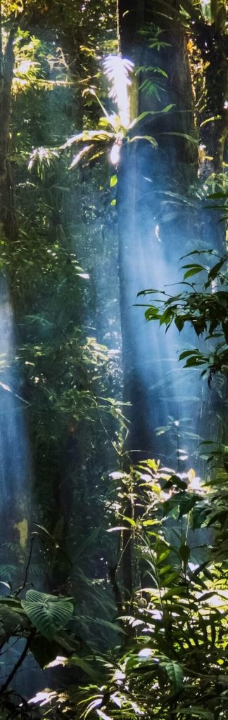 （報名期已結束） 印尼｜國家公園大象保育: 蘇門答臘熱帶雨林保育｜4月