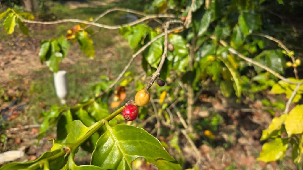 【已滿額】微義遊：咖啡田行動及藝術品製作（與國際義工一同參與）