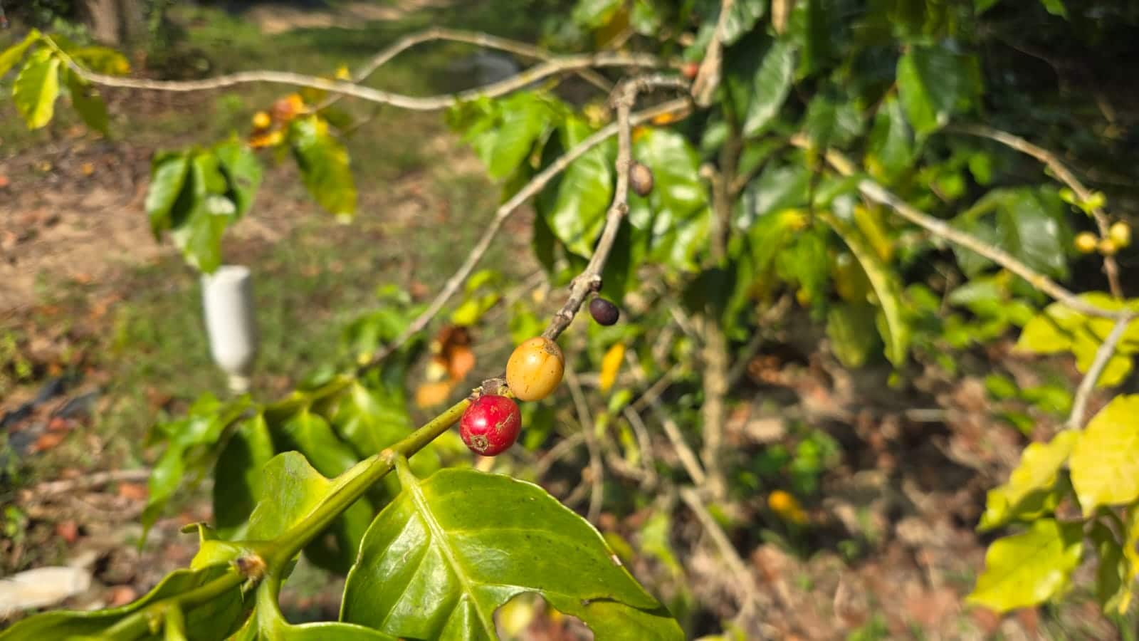 【已滿額】微義遊：咖啡田行動及藝術品製作（與國際義工一同參與）